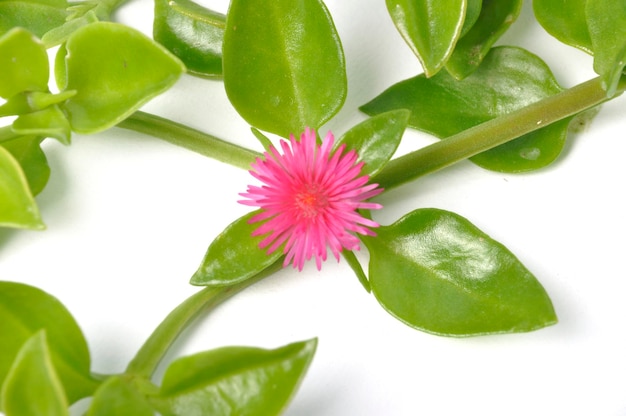 Groene sappige bladeren en kleine roze bloemen van iceplant