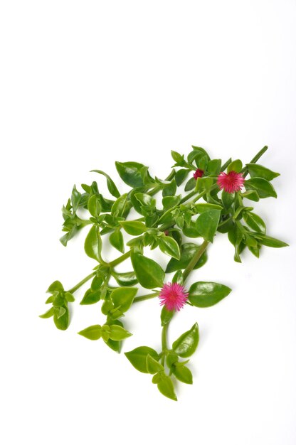 Groene sappige bladeren en kleine roze bloemen van iceplant