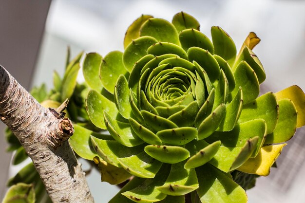 Foto groene sappige bloem close-up