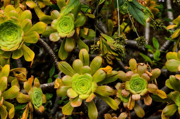 Groene sappige bloem van een cactusplant