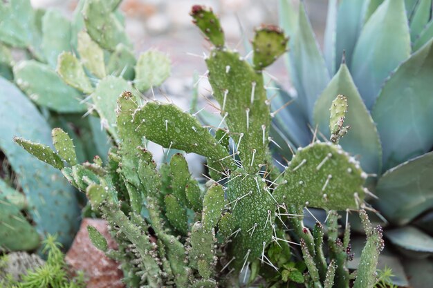 Groene sappige cactus met doornen bij daglicht