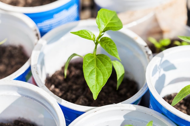 Groene scheut van paprikaplant in plastic koker