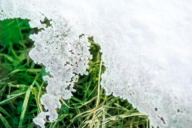 Groene scheuten gras die door de sneeuw breken