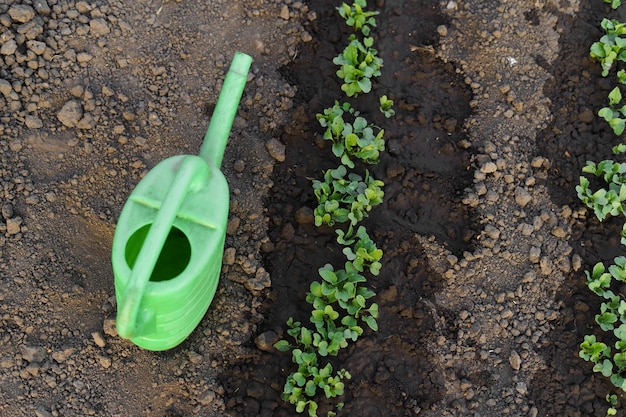 Foto groene scheuten van een jonge plant in de bodem worden met water en een waterpot water gegeven concept van het kweken van biologisch voedsel tuinieren en landbouw afbeelding voor uw ontwerp