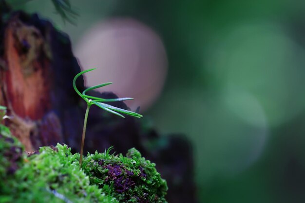 Foto groene scheuten van jonge gras lente achtergrond