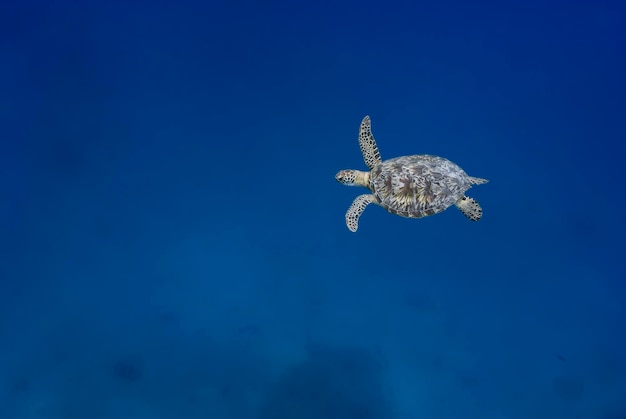 Groene schildpad Chelonia mydas zwemmen in het blauw