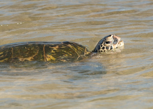 Groene Schildpad terwijl hij Hawaï inademt