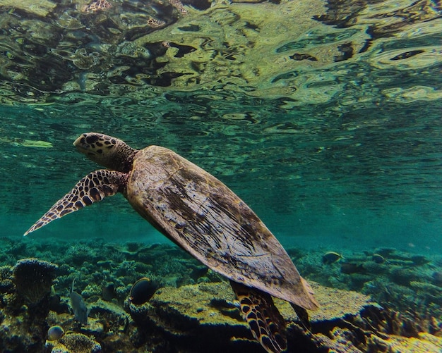 Groene schildpad zwemt in de zee