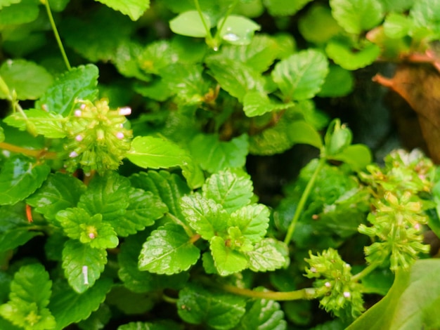 Foto groene schoonheid frisse bladeren botanische buiten achtergrond decoratie landschap