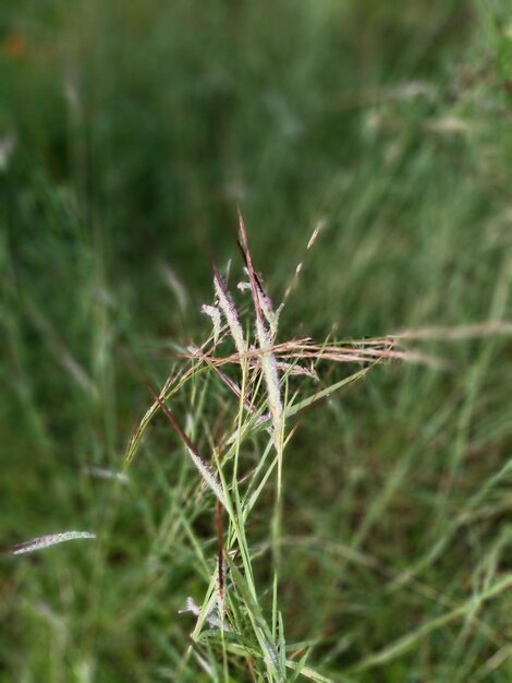 Foto groene schoonheid