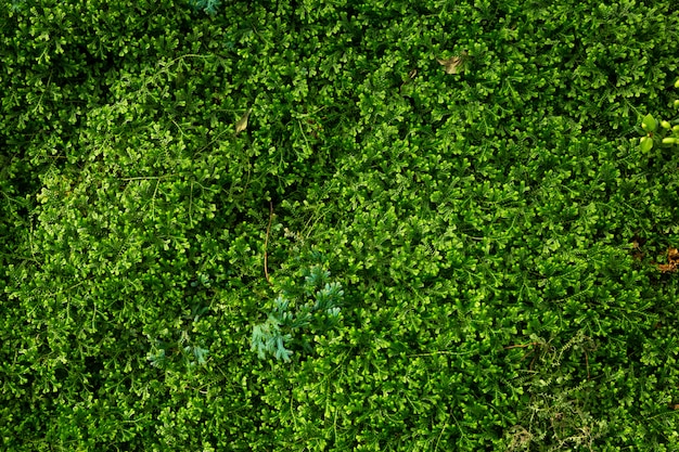 Groene Selaginella-varens van aarmoss achtergrondvarens groeien in regenwoud.