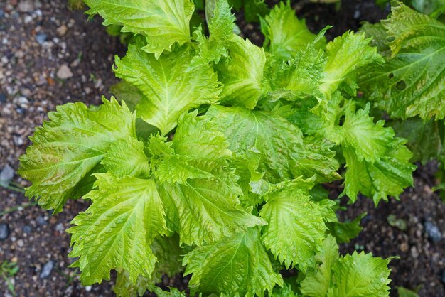 Groene shiso-plant Perilla frutescens kruidengeneeskunde