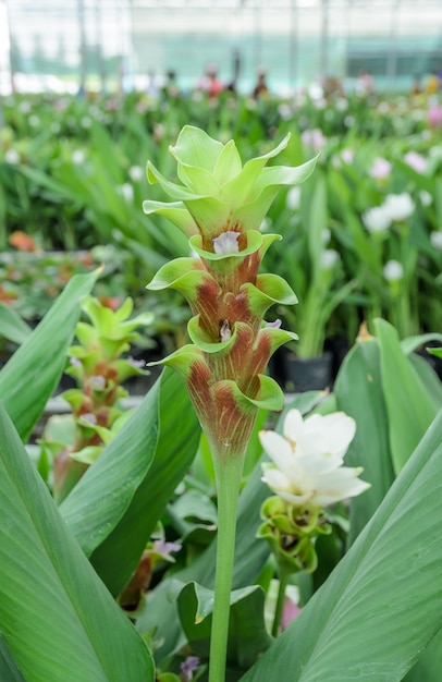 Groene siam tulip-bloem