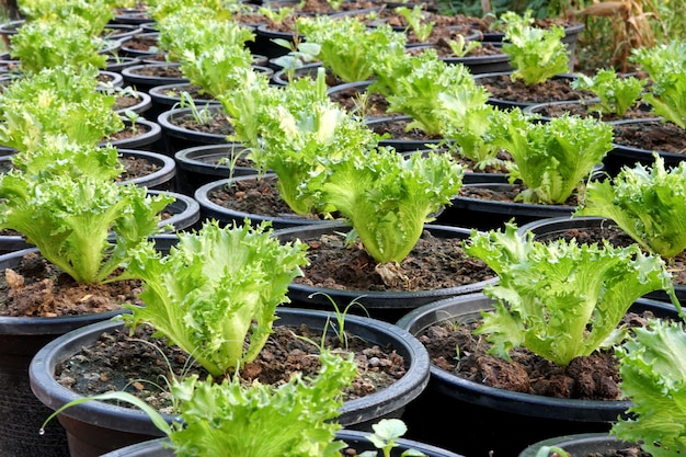 Groene sla in de tuin