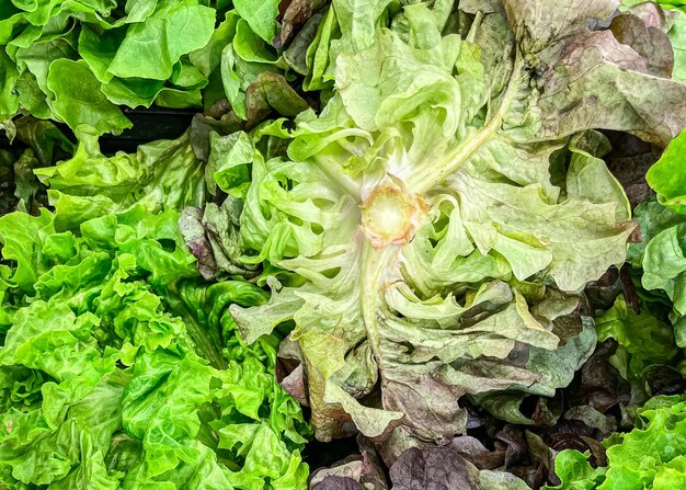 groene sla salade mix bladeren fruit toonbank markt winkel gezonde maaltijd voedsel dieet snack kopieer ruimte