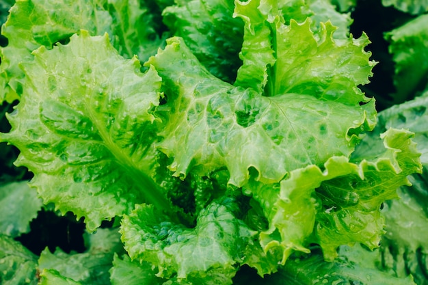 Groene slabladeren in de tuin