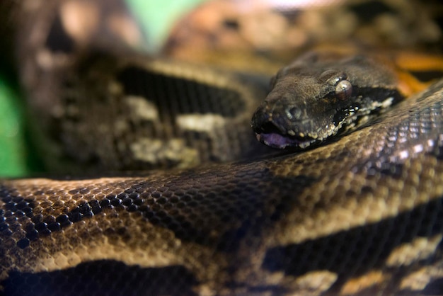 Groene slang Anaconda macro foto in dierentuin