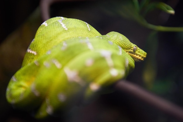 Groene slang Morelia viridis zittend op de boom