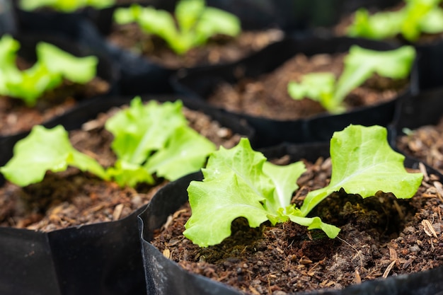 Foto groene slaplanten in organische tuin.