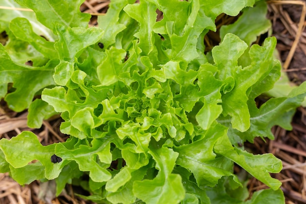 Foto groene slaplanten in organische tuin.