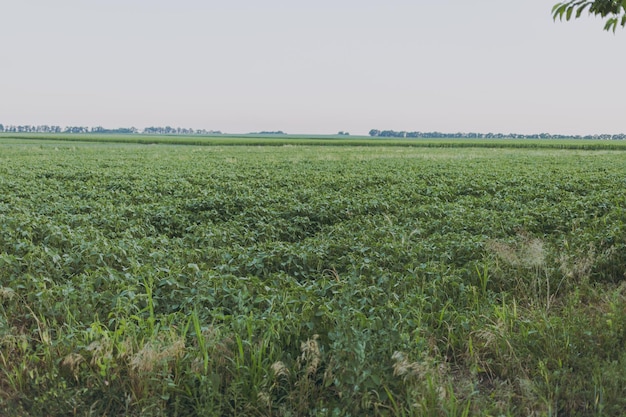 Groene sojabonen groeien in het veld