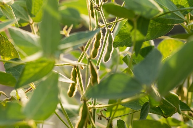 Groene sojabonen klaar op het veld van een boer. Landbouwproductieconcept