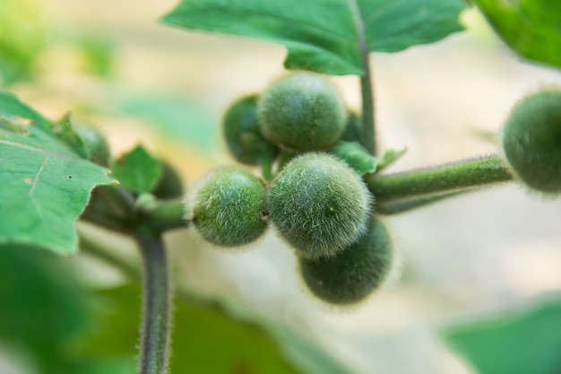 Groene solanum, bolo maka op boom. solanum stramoniifolium jacq