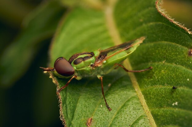 Groene soldatenvlieg die op een blad zit Hedriodiscus Pulcher