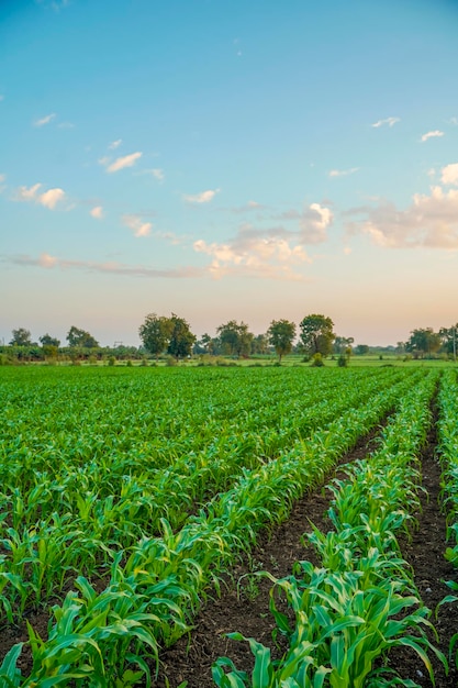 Groene sorghum landbouw veld met hemelachtergrond.