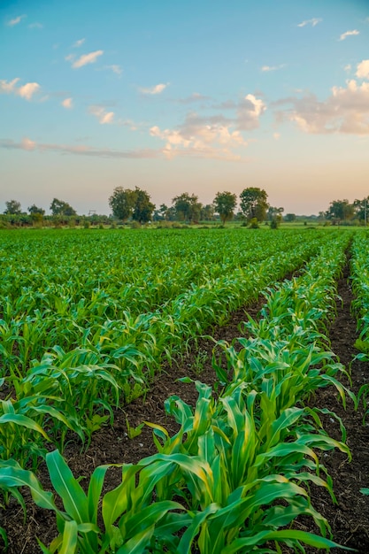 Groene sorghum landbouw veld met hemelachtergrond.