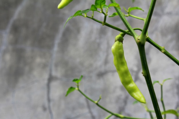 Groene Spaanse peper in Boom
