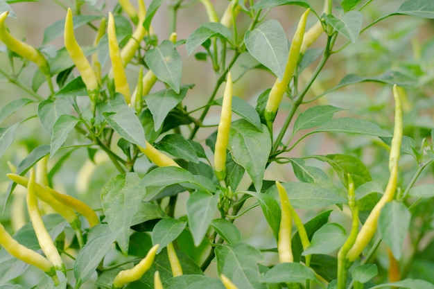 Groene Spaanse pepers die in een moestuin groeien. Klaar voor de oogst.