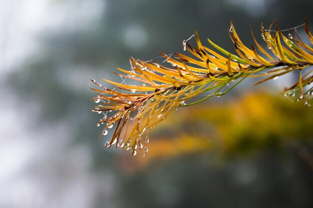 Groene spar naalden met web en dauwdruppels close-up vastleggen. Herfst tijd foto. Onscherpe achtergrond. Goed beeld voor webachtergrond, poster, behang, print.