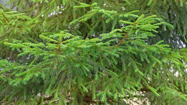 Groene spar takken achtergrond. Kerstboom in de natuur. Selectieve focus