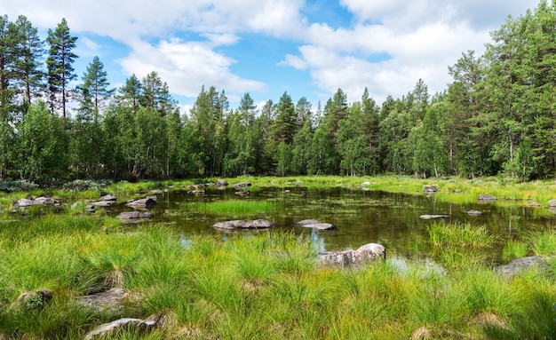 Groene sparren over een blauw meer met rotsen, Zweden