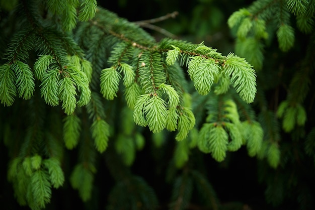 Groene sparren tak close-up