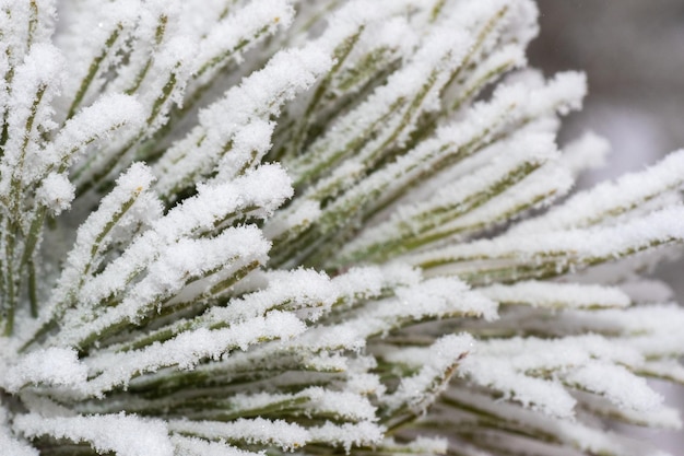 Groene sparren takken bedekt met sneeuw Besneeuwd naaldbos Winter botanische achtergrond