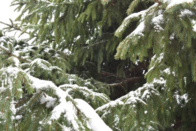 Groene sparren takken in de sneeuw