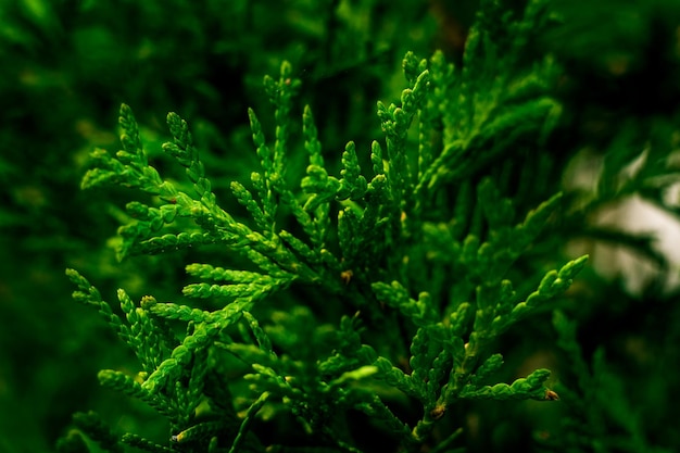 Groene sparrenstruiken in de lente als aardconcept