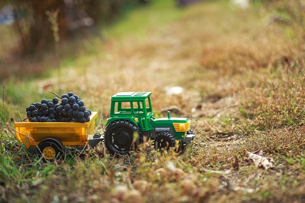 Groene speelgoedtractor met aanhanger vervoert zwarte rijpe druiven. Oogstconcept