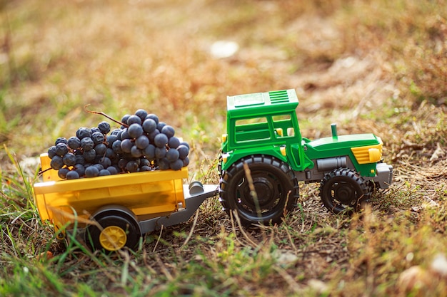 Groene speelgoedtractor met aanhanger vervoert zwarte rijpe druiven. Oogstconcept