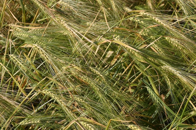 Groene spikes in het veld.