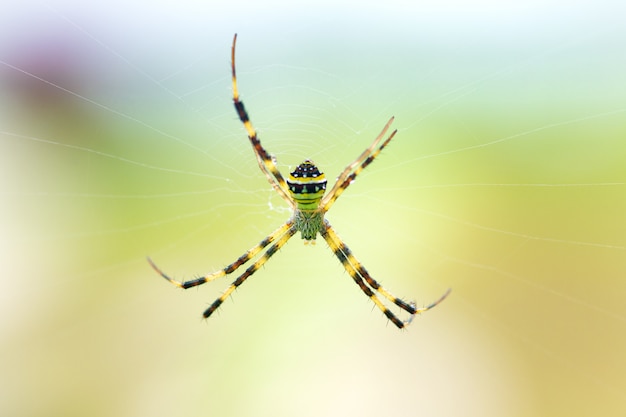 Groene spin met zwarte strepen