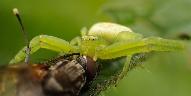 Groene spin ving een vlieg, selectieve focus