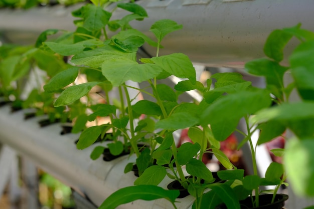 Groene spinazie gekweekt volgens de hydrocultuurmethode. Amarant. landbouw met watermedia.