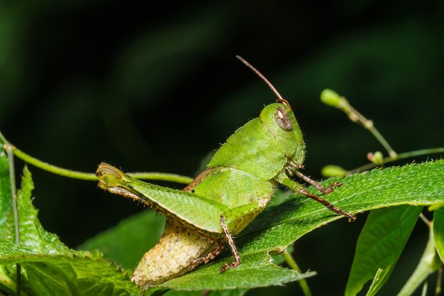 Groene sprinkhaan op blad