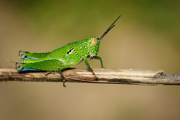 Groene sprinkhaan op droge takken