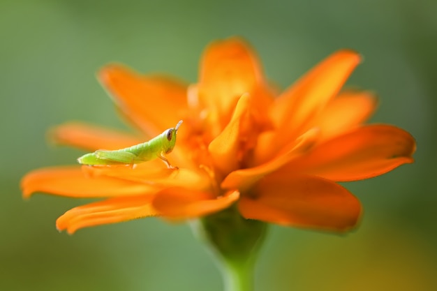 Groene sprinkhaan op een oranje bloem