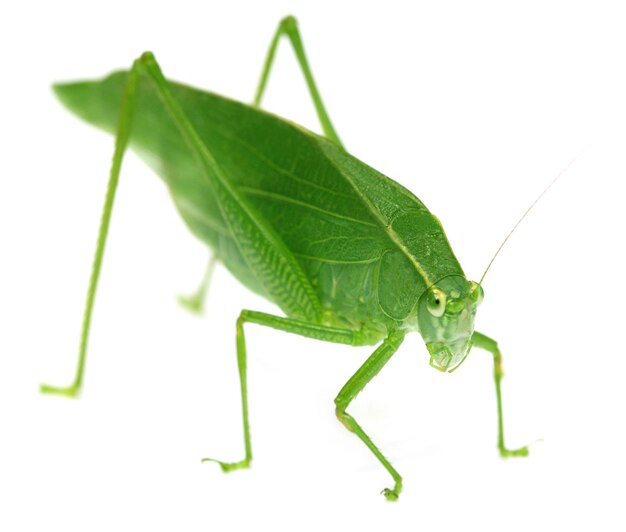 Groene sprinkhaan op een takje op witte achtergrond