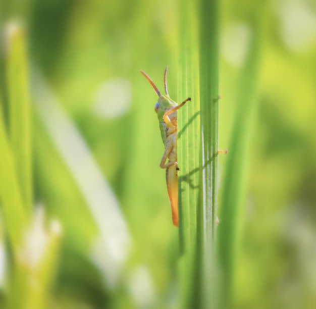 Groene sprinkhaan op het gras in macro